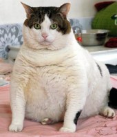 fatcat